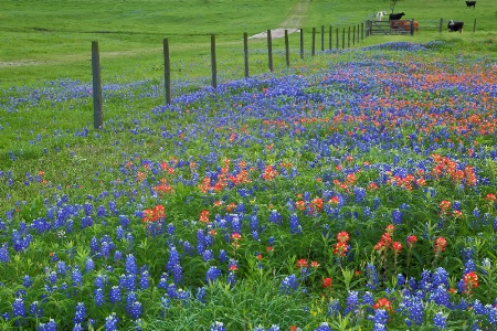 Texas Spring