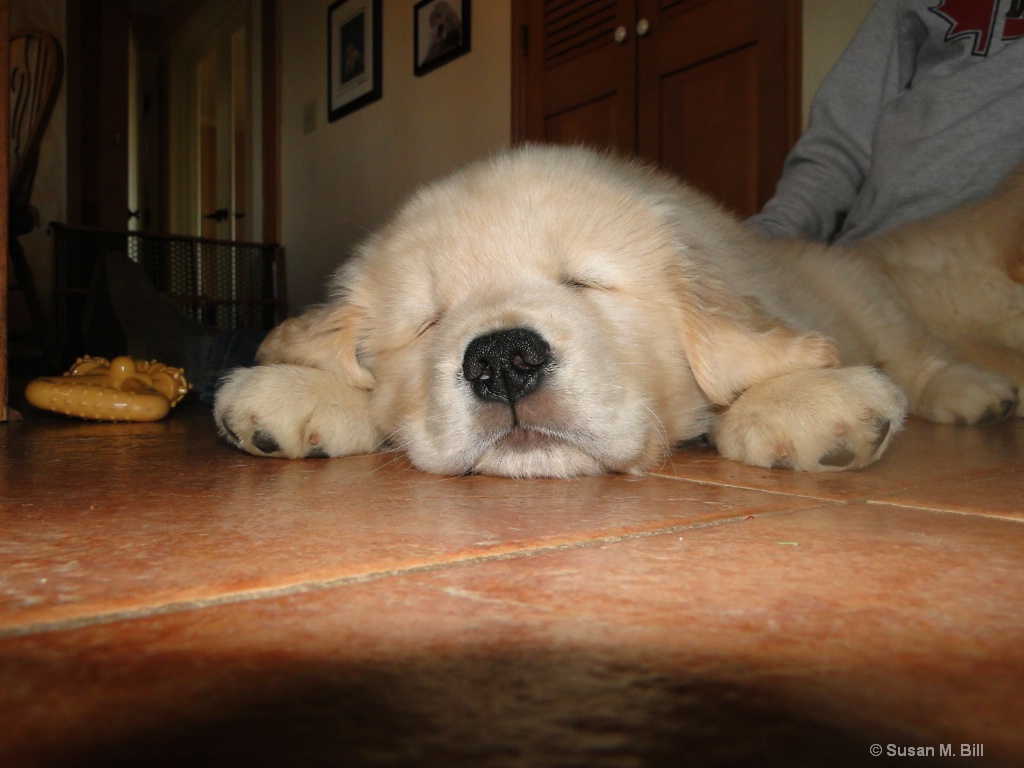 Puddle O' Pup