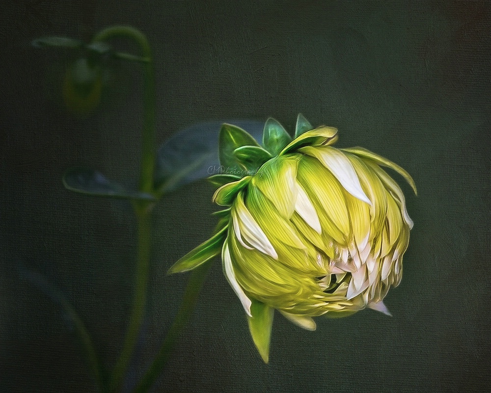 Budding Dahlia