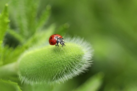 leaping ladybug