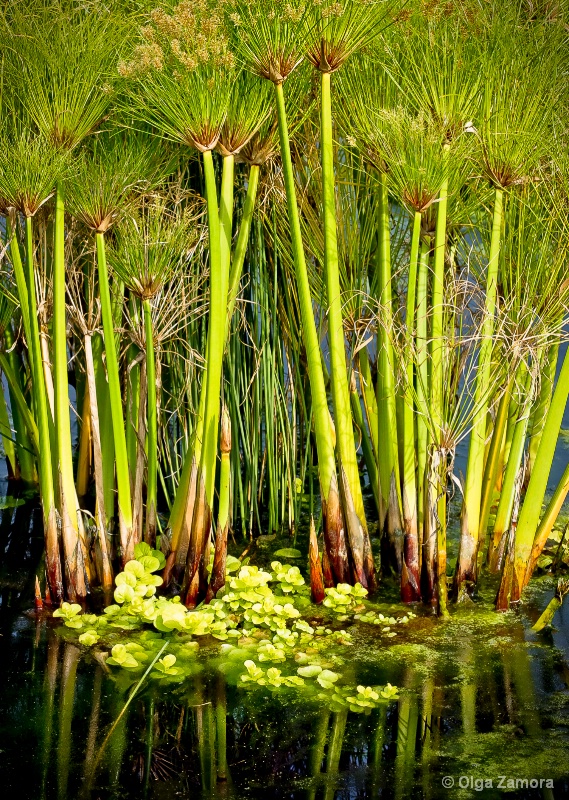 Papyrus Pond