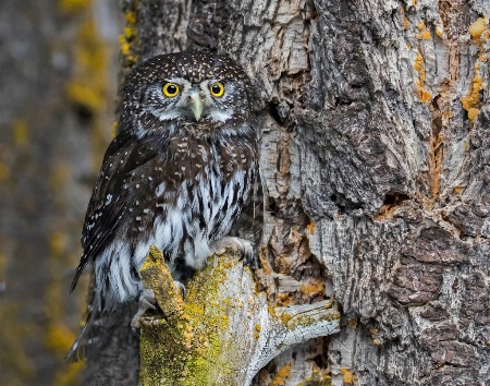 Little Owl