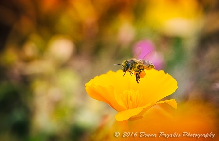 Extracting Poppy Pollen