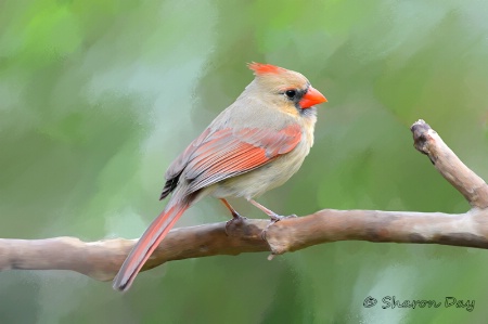 Painted Cardinal
