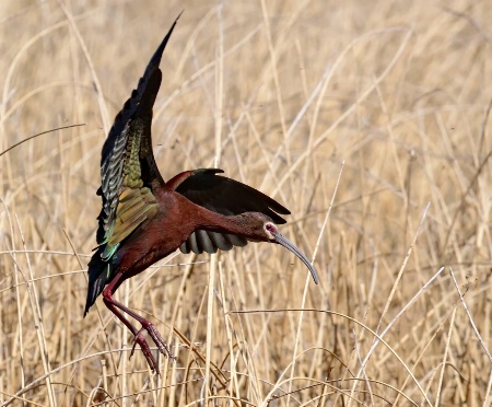 Landing Gear Is Down!