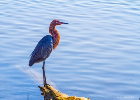 Reddish Egret