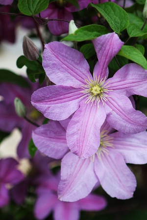 Garden Beauty