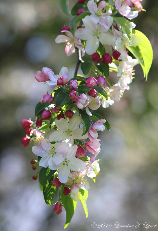 Blossom Spray