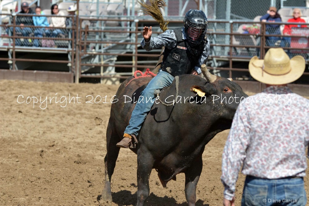 UHS Rodeo SF16 Bulls 27.JPG - ID: 15142825 © Diane Garcia