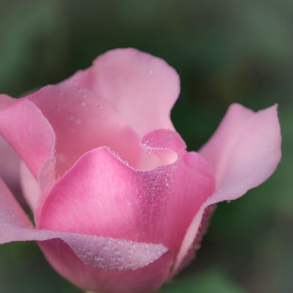 Dainty Bess Rose