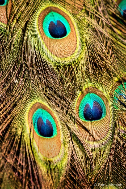 Peacock Feathers 5-7-16 129