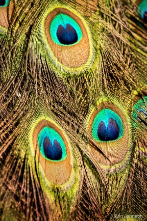 Peacock Feathers 5-7-16 129