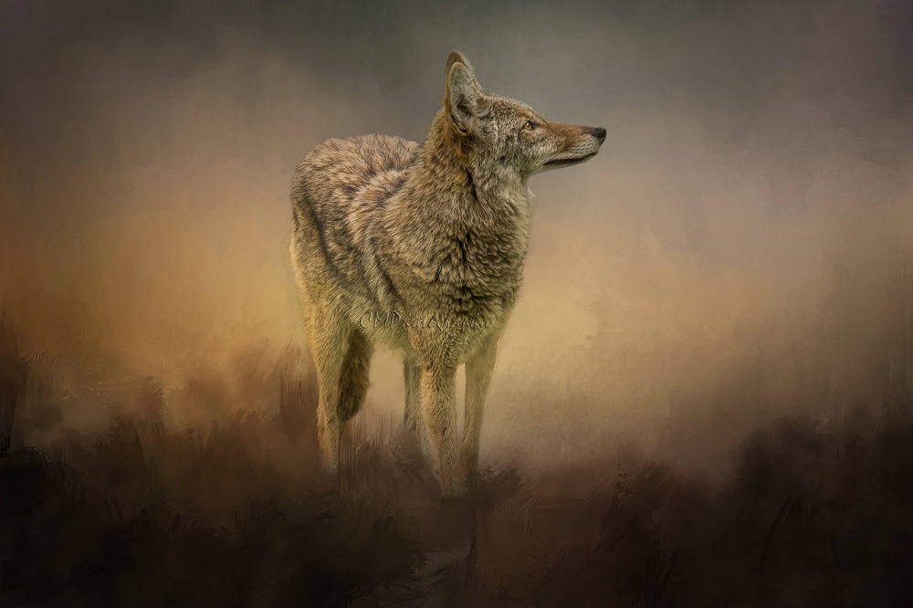 The Lone Coyote