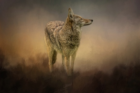 The Lone Coyote