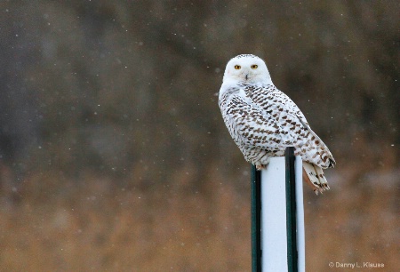 Snowy winter Owl.