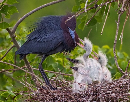 Little Blue Nest with Chicks