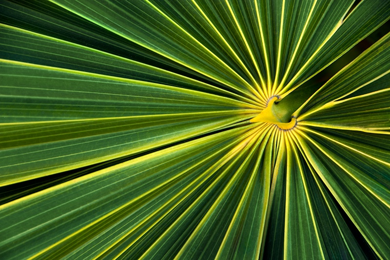 Yellow and Green Convergent