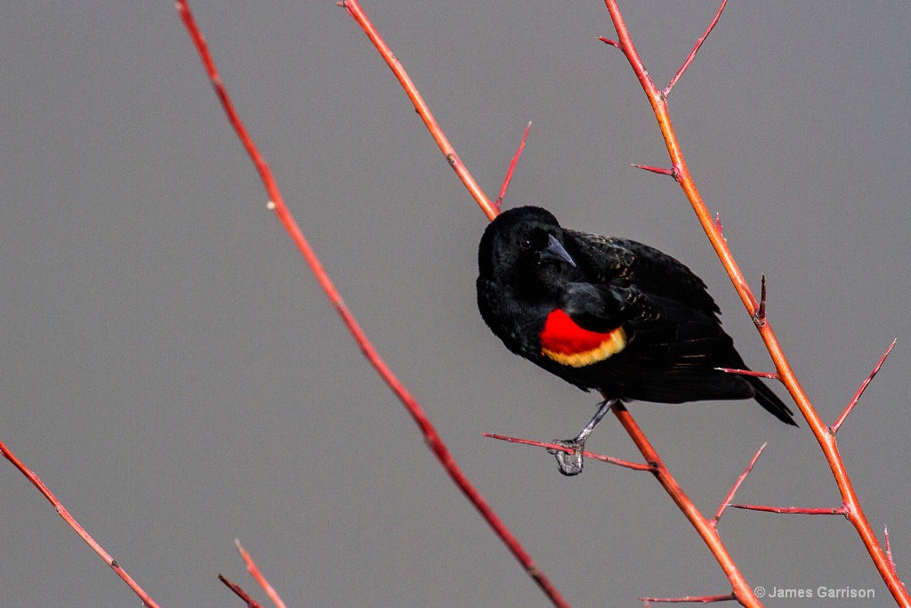 Red Twigs