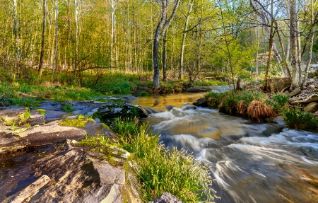 Spring / Huyck Nature Preserve