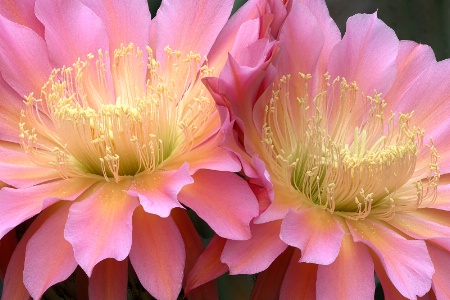 Pink Cactus Flowers