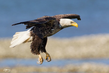 Eagle Landing in Wind; Chincoteague, Va