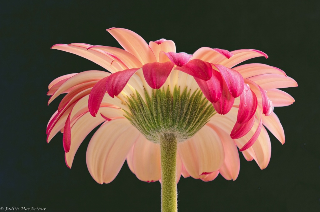 Gerbera Umbrella