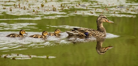 Mallard And Ducklings   