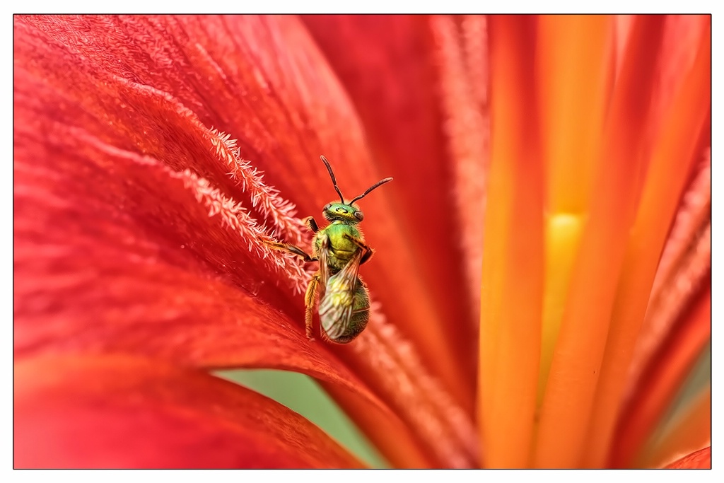 green metallic bee