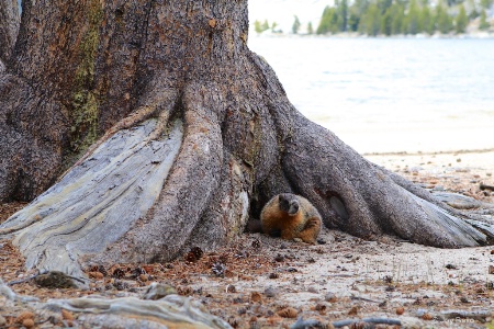 Marmot hanging out