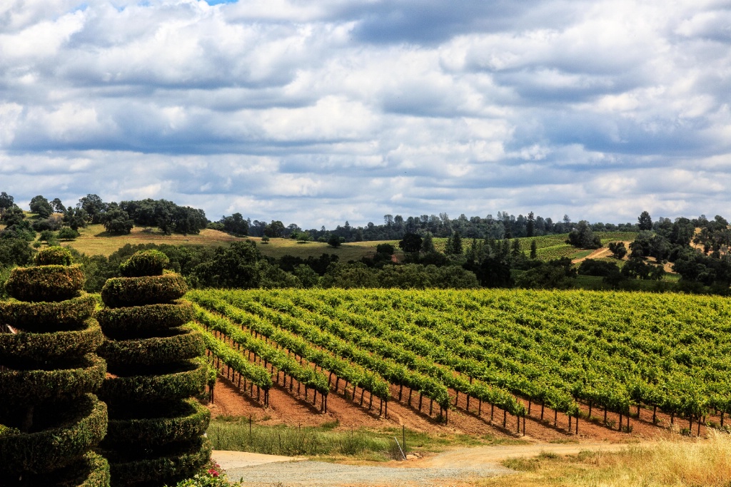 Topiary & Vineyards