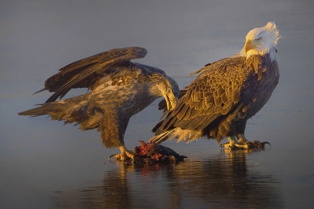 Junior Guards the Catch