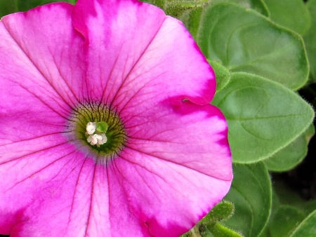 Wave Petunia