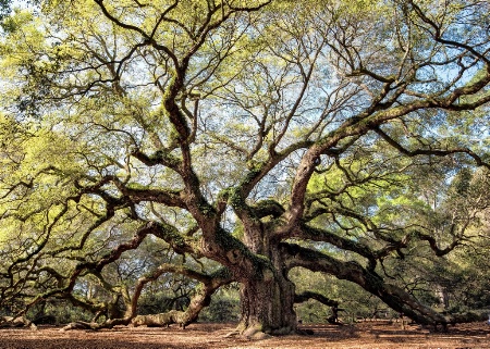 Angel Oak