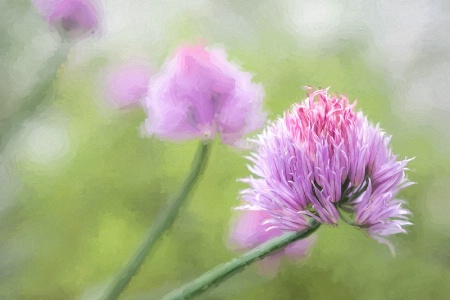 Chives