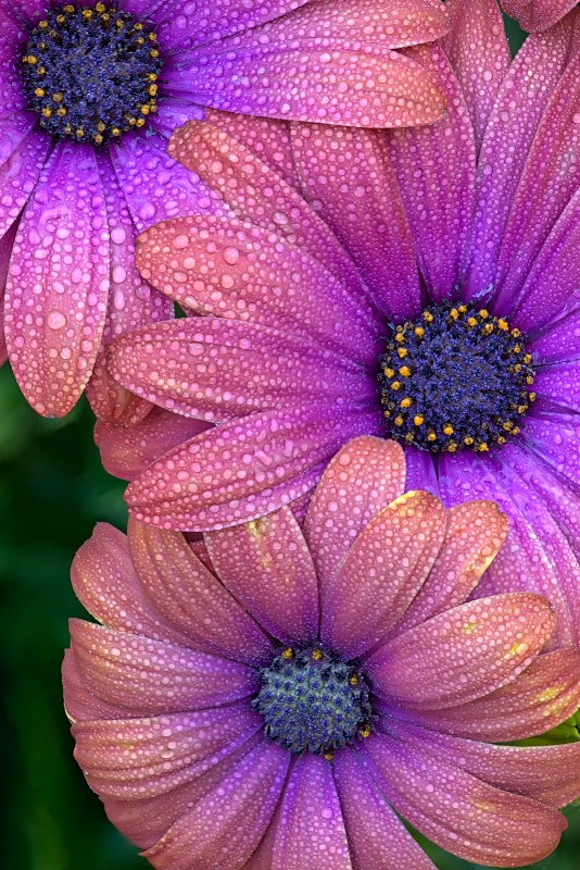 Dewy Daisies