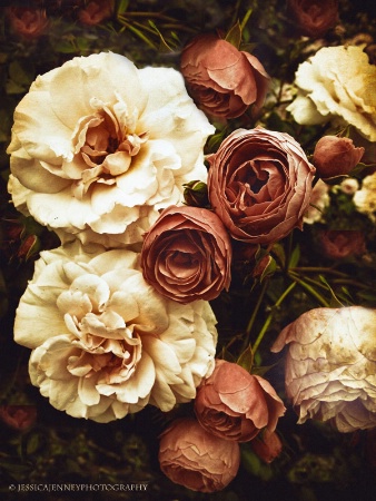 Antique Roses