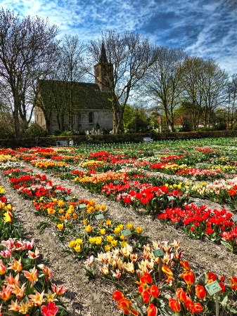 Holland Tulips