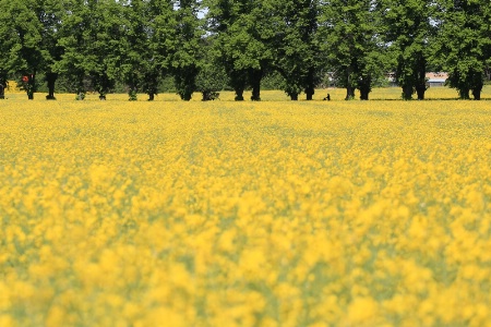 Fields of Gold