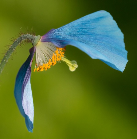 Blue Poppy Profile 