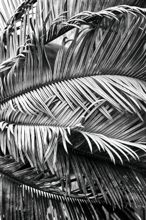 Palm Abstract