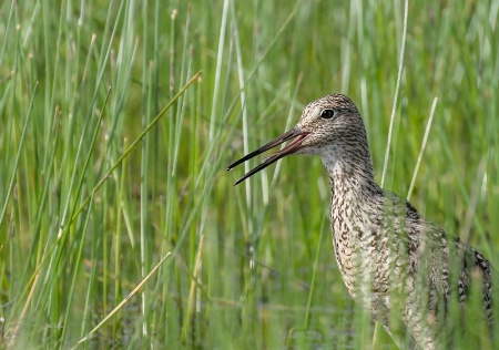 Singing Willet