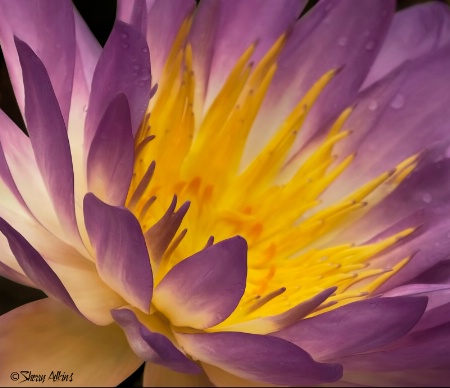 Water Lily