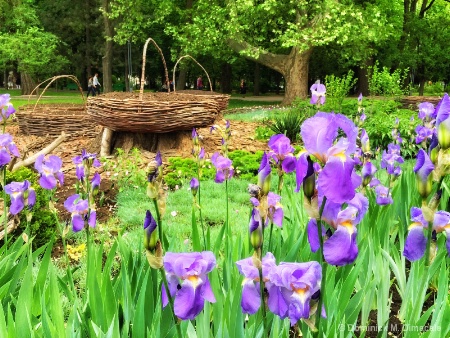 ~ ~ PURPLE IRISES ~ ~ 