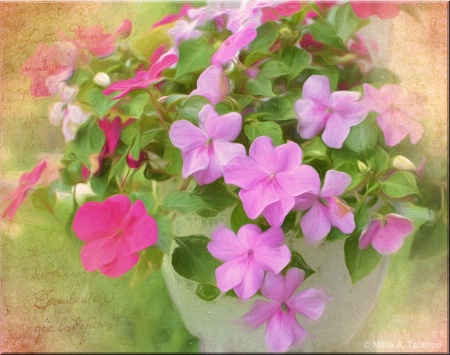 Impatiens