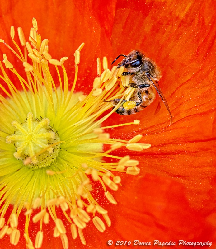 Bee and the Poppy