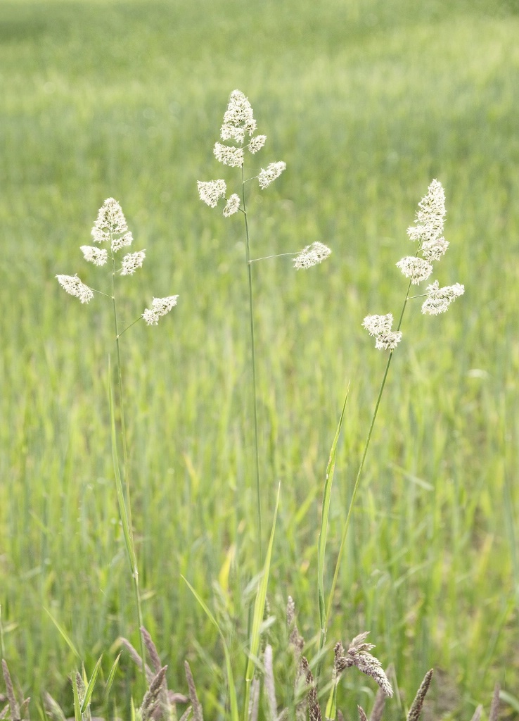 Wild Grasses