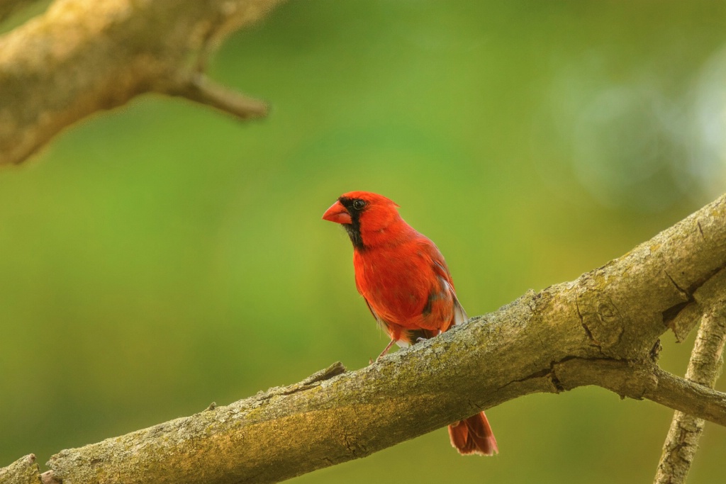 Male Cardinal Resting