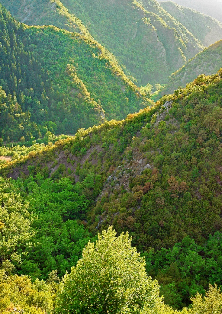 Tree-dressed gorge.