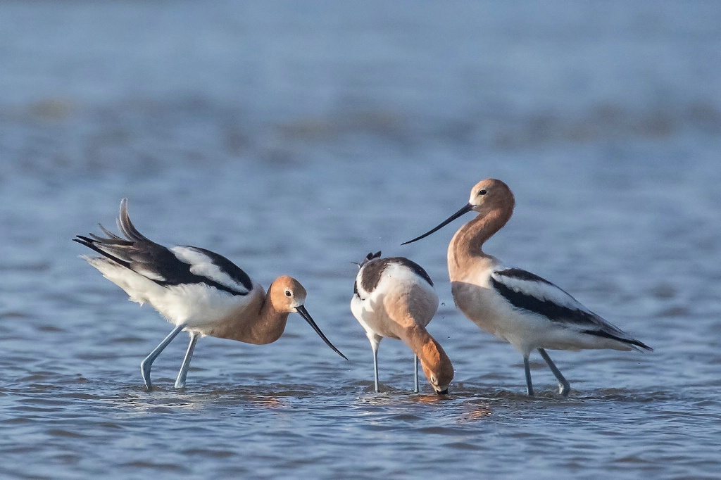 American Avocets