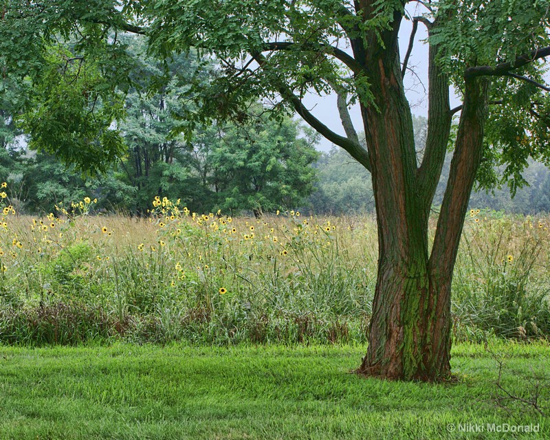 Of Flowers and a Tree